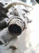 BMW E39 523i M52B25 5HP-18 5HP18 automata váltó - nem tesztelt